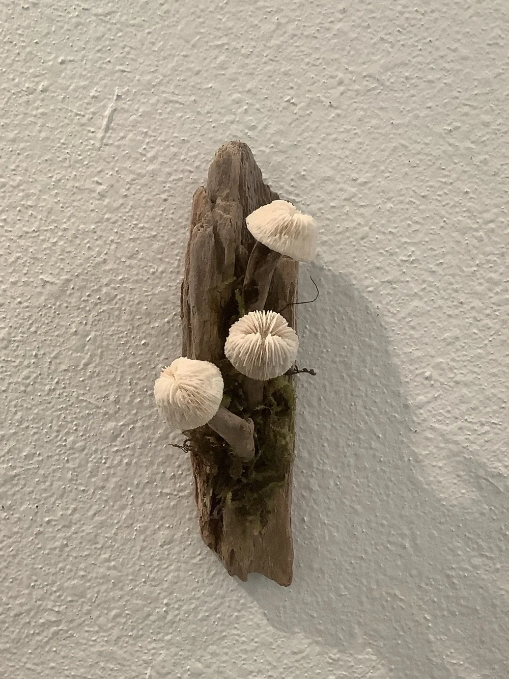 Driftwood Art, Driftwood and Coral Mushrooms, Mushroom Art, Coastal Art